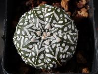 Thumbnail of 1844_Astrophytum super-kaputo_20130917(1).JPG